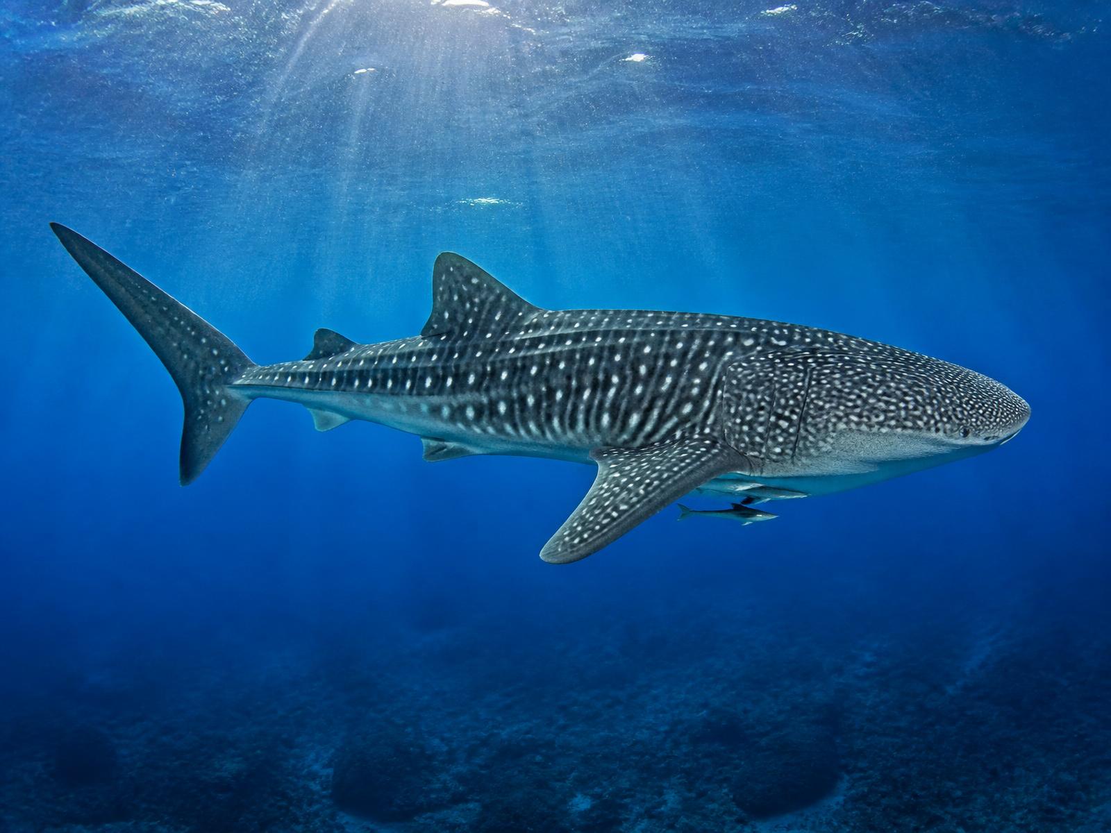 Žralok obrovský plující v modré vodě Indického oceánu